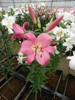 [4579 VH55 Garceta No01.JPG]